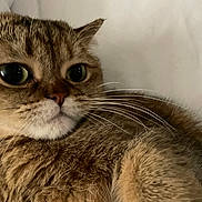 Coco joined the competition — help win amazing prizes! cat, tabby, close_up, whiskers, furry, pet, animal, resting, soft, cozy, indoor, cute, face, eyes, fur, mammal, domestic, portrait, sleepy, relaxed