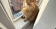 Coco is registered to the contest to win money with this photo: balcony, brown_cat, cat, close_up, curious, daylight, domestic_animal, feline, fur, hand, indoor, looking_up, metal_railings, pet, screen, shadow, sunlight, white_object, window, windowsill
