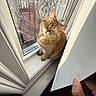 Coco is registered to the contest to win money with this photo: cat, windowsill, window, sunlight, indoor, curious, brown_cat, pet, feline, balcony, metal_railings, screen, hand, white_object, looking_up, close_up, daylight, shadow, fur, domestic_animal