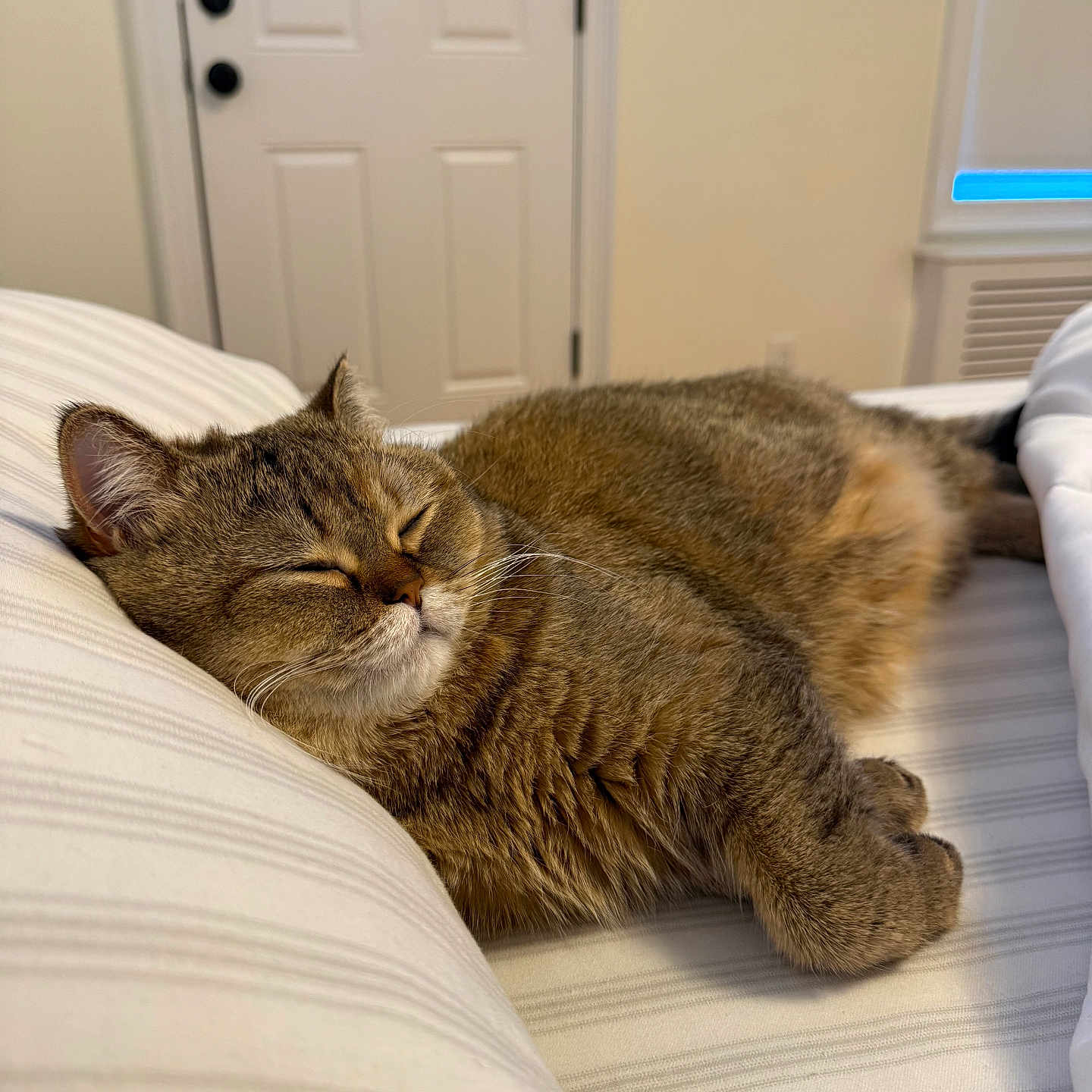 Coco is registered to the contest to win money with this photo: cat, tabby, sleeping, bed, striped_bedspread, indoor, cozy, feline, pet, relaxed, fur, whiskers, paws, closed_eyes, resting, domestic_animal, cute, calm, home, quiet