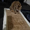cat, brown_tabby, rug, carpet, shadow, indoor, furniture, fabric, clothing, floor, pattern, animal, pet, sitting, dim_lighting, home, cozy, blur, tabby, resting