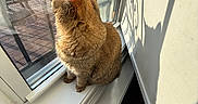 Coco joined the competition — help win amazing prizes! cat, windowsill, shadow, sunlight, indoor, mesh_screen, orange_cat, pet, domestic_cat, window, decorative_ironwork, silhouette, quiet, resting, feline, fur, whiskers, looking_out, home, daylight