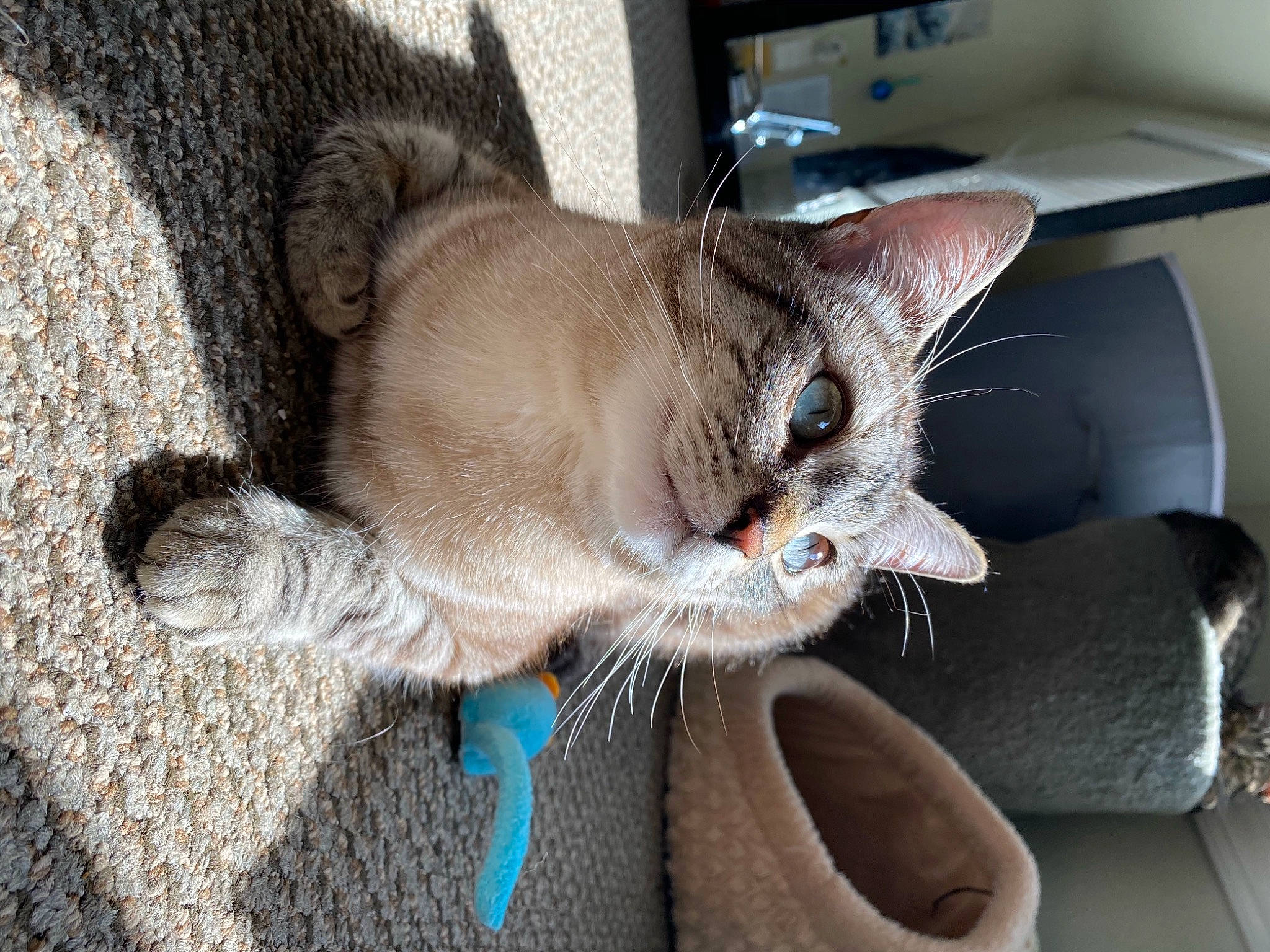 Truly is registered to the contest to win money with this photo: carnivore, cat, cat_supply, claw, collar, comfort, domestic_short_haired_cat, ear, fawn, felidae, fur, paw, pet_supply, small_to_medium_sized_cats, snout, tail, whiskers