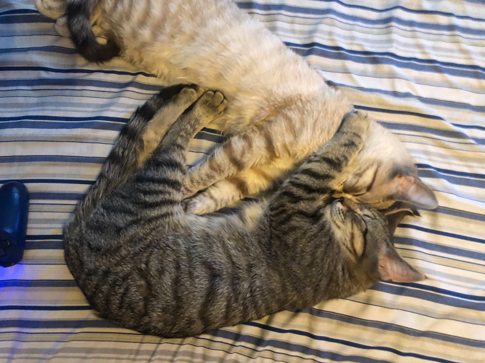 Truly joined the competition — help win amazing prizes! carnivore, cat, claw, comfort, domestic_short_haired_cat, felidae, fur, mammal, paw, small_to_medium_sized_cats, snout, tableware, tail, terrestrial_animal, vertebrate, whiskers