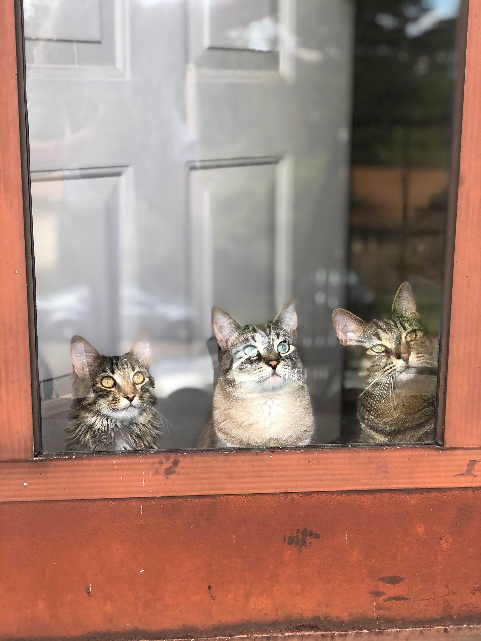 Truly joined the competition — help win amazing prizes! animal_shelter, art, carnivore, cat, domestic_short_haired_cat, door, felidae, fur, glass, grey, sitting, small_to_medium_sized_cats, still_life_photography, street, tail, whiskers, wildlife, window, wood