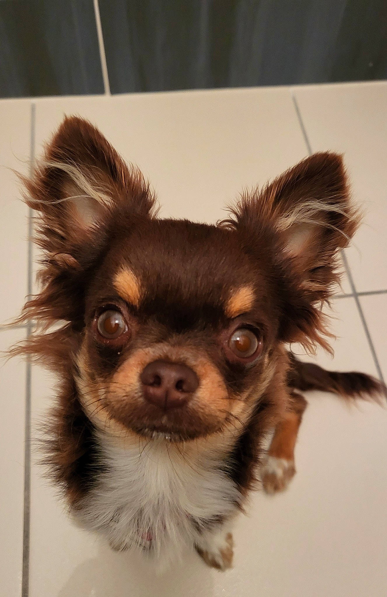 Monsieur