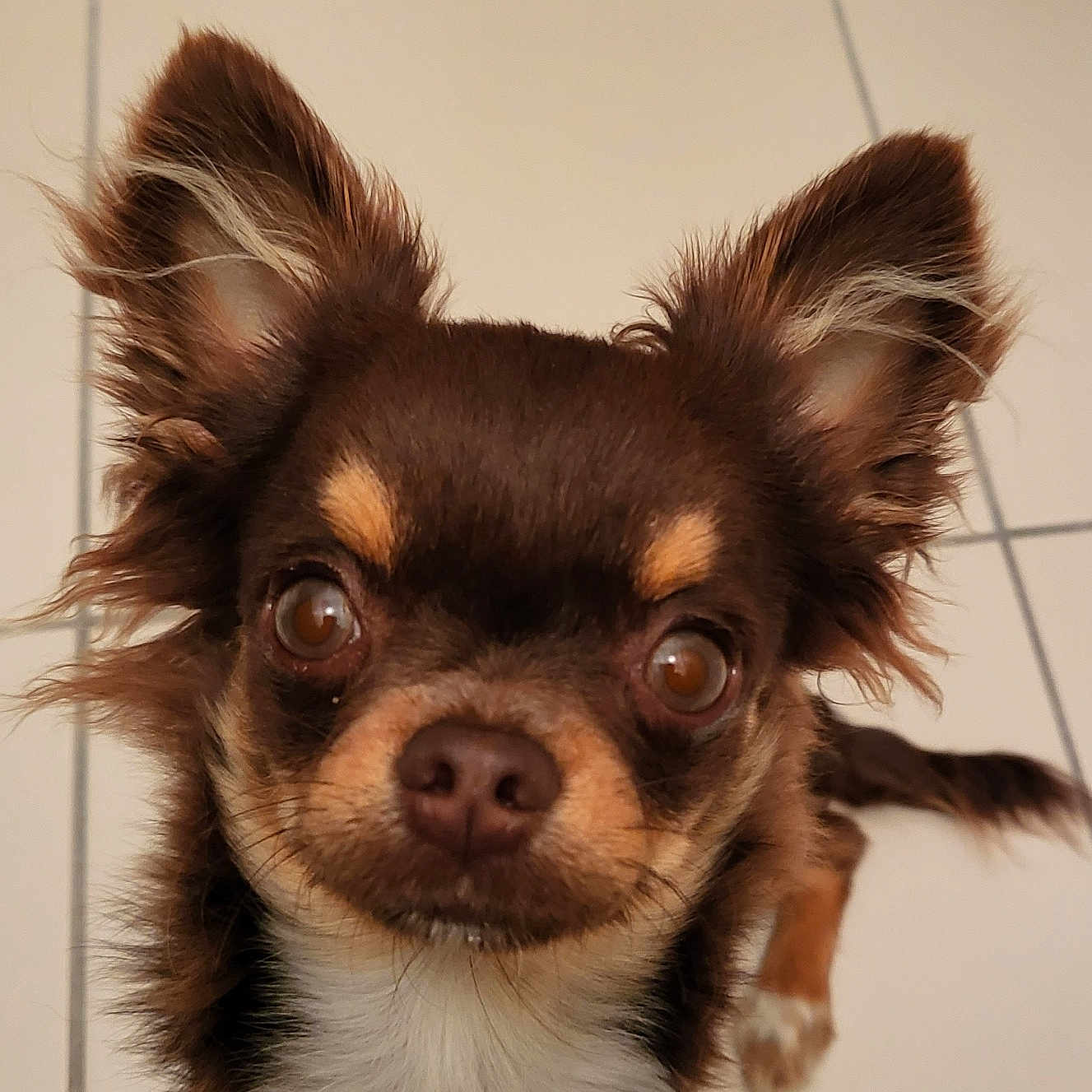 Monsieur