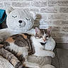 cat, calico_cat, stuffed_toy, teddy_bear, chair, furniture, indoor, pet, resting, fluffy, white, gray, brown, animal, cute, cozy, sleepy, brick_wall, tile_floor, collar