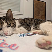 Kado a rejoint le concours — aidez-le/la à gagner de superbes lots ! cat, tabby, pet, animal, indoor, relaxed, lying_down, paw, pink_paw_pads, blanket, window, domestic_cat, feline, close_up, cute, whiskers, fur, bedroom, cozy, resting