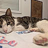 cat, tabby, pet, animal, indoor, relaxed, lying_down, paw, pink_paw_pads, blanket, window, domestic_cat, feline, close_up, cute, whiskers, fur, bedroom, cozy, resting