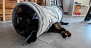 Kado a rejoint le concours — aidez-le/la à gagner de superbes lots ! animal, blanket, cat, child, clothing, face, female, furniture, girl, hardwood, head, hoodie, indoors, knitwear, person, pet, shelf, sweater, sweatshirt, wood