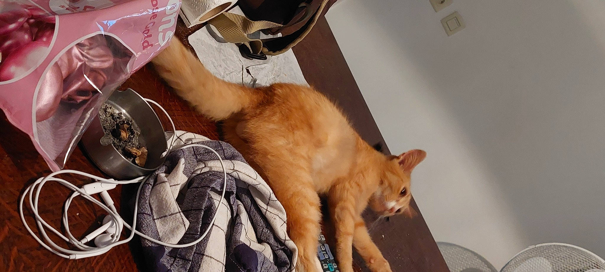 Sven a rejoint le concours — aidez-le/la à gagner de superbes lots ! canidae, carnivore, cat, claw, collar, comfort, companion_dog, dog_breed, domestic_short_haired_cat, fawn, felidae, fur, human_leg, lap, mammal, paw, small_to_medium_sized_cats, sporting_group, tail, whiskers