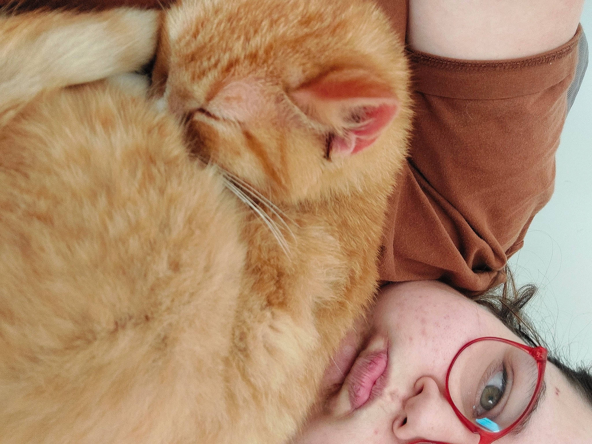 Sven a rejoint le concours — aidez-le/la à gagner de superbes lots ! carnivore, cat, comfort, ear, eye, eyelash, eyewear, fawn, felidae, gesture, hand, happy, nose, orange, skin, small_to_medium_sized_cats, snout, sunglasses, vision_care, whiskers