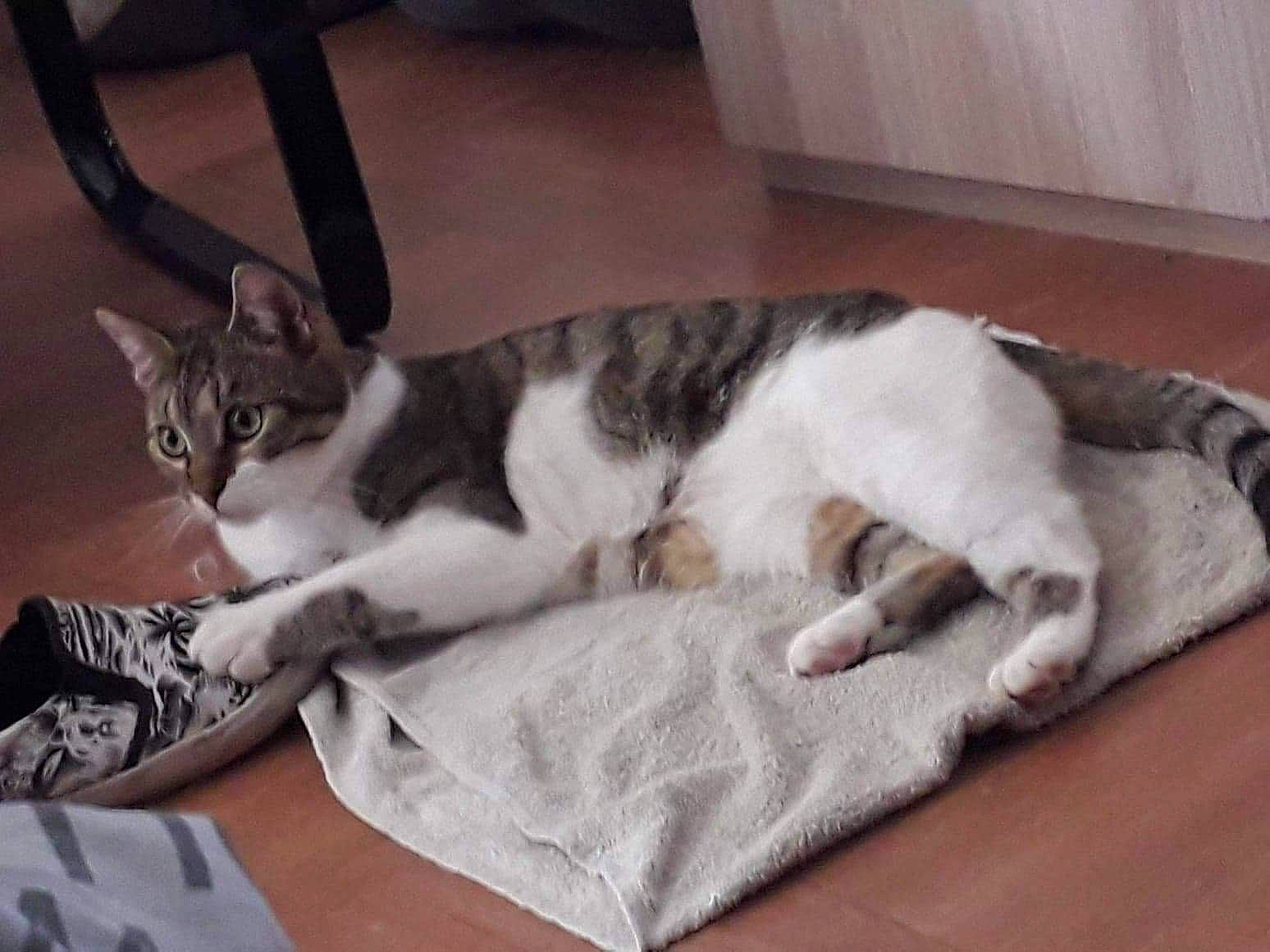 Châtaigne a rejoint le concours — aidez-le/la à gagner de superbes lots ! bedding, canidae, carnivore, cat, comfort, dog_breed, domestic_short_haired_cat, felidae, floor, flooring, fur, grey, hardwood, linens, nap, paw, small_to_medium_sized_cats, tail, whiskers, wood