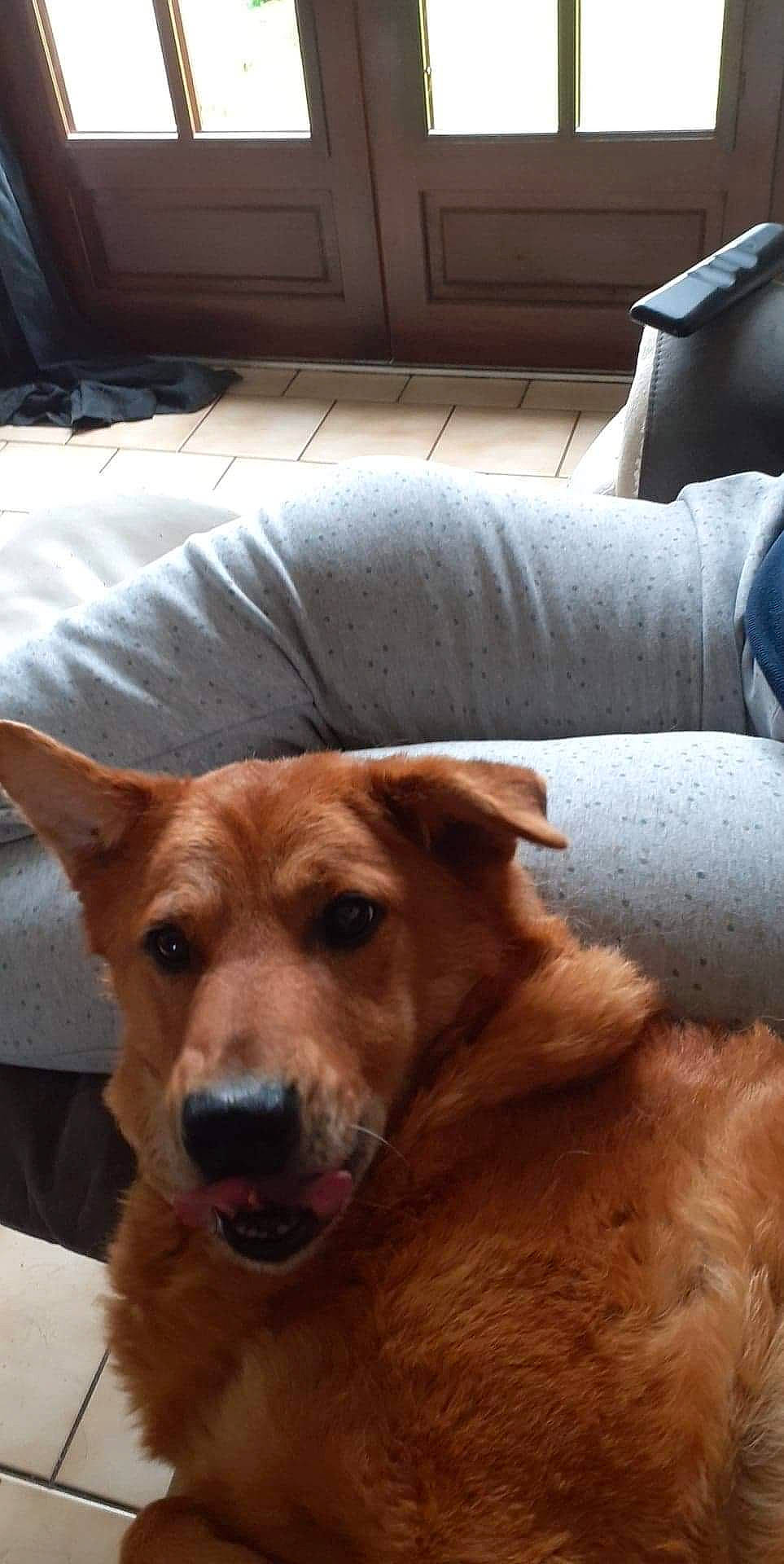 Draco a rejoint le concours — aidez-le/la à gagner de superbes lots ! carnivore, chair, collar, comfort, companion_dog, couch, dog, dog_breed, fawn, floor, flooring, fur, hardwood, liver, pet_supply, snout, sporting_group, whiskers, wood, working_animal