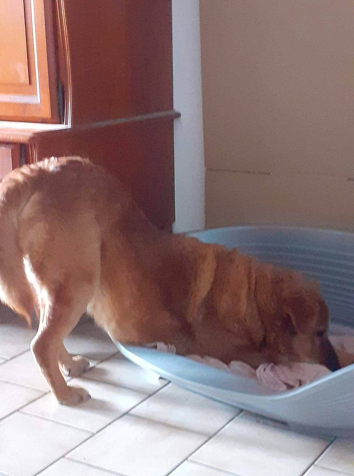 Draco participe au concours pour gagner de l'argent avec cette photo : canidae, carnivore, comfort, companion_dog, dog, dog_breed, fawn, floor, flooring, hardwood, liver, nap, paw, pet_supply, snout, sporting_group, tail, terrestrial_animal, wood, working_animal