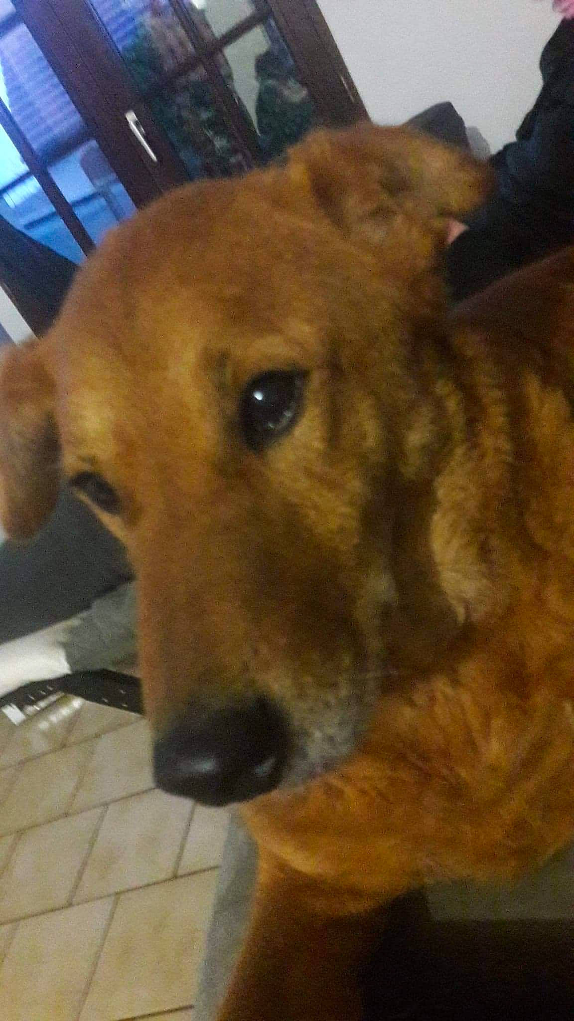 Draco participe au concours pour gagner de l'argent avec cette photo : ancient_dog_breeds, canidae, carnivore, collar, companion_dog, dog, dog_breed, ear, fawn, fur, jaw, liver, non_sporting_group, pet_supply, snout, sporting_group, terrestrial_animal, whiskers, working_animal, working_dog