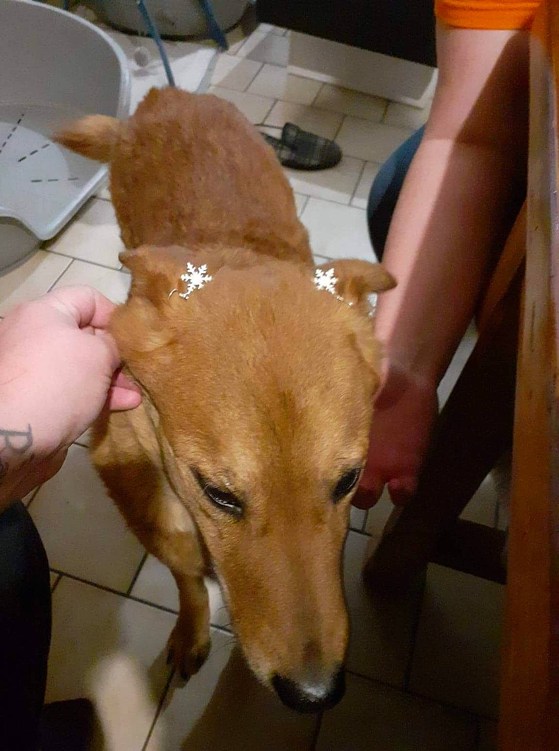 Draco participe au concours pour gagner de l'argent avec cette photo : canidae, carnivore, chair, collar, companion_dog, computer_keyboard, dog, dog_breed, dog_supply, ear, fawn, flooring, fur, jaw, liver, non_sporting_group, snout, tail, whiskers, working_animal