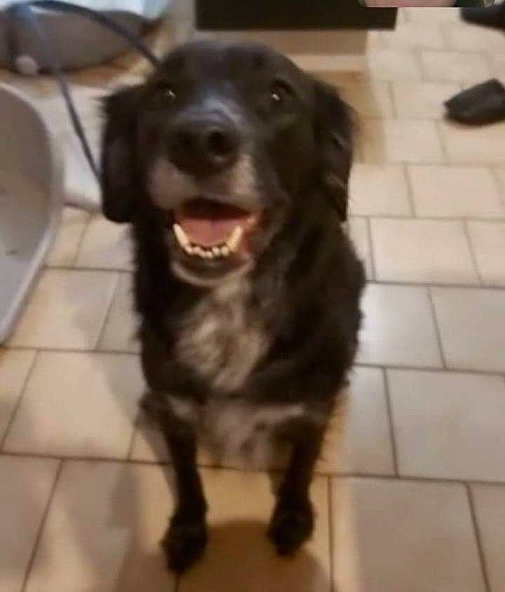 Chausette participe au concours pour gagner de l'argent avec cette photo : borador, carnivore, companion_dog, dog, dog_breed, fang, floor, flooring, fur, gun_dog, jaw, liver, retriever, serveware, snout, sporting_group, terrestrial_animal, tile_flooring, whiskers, working_animal