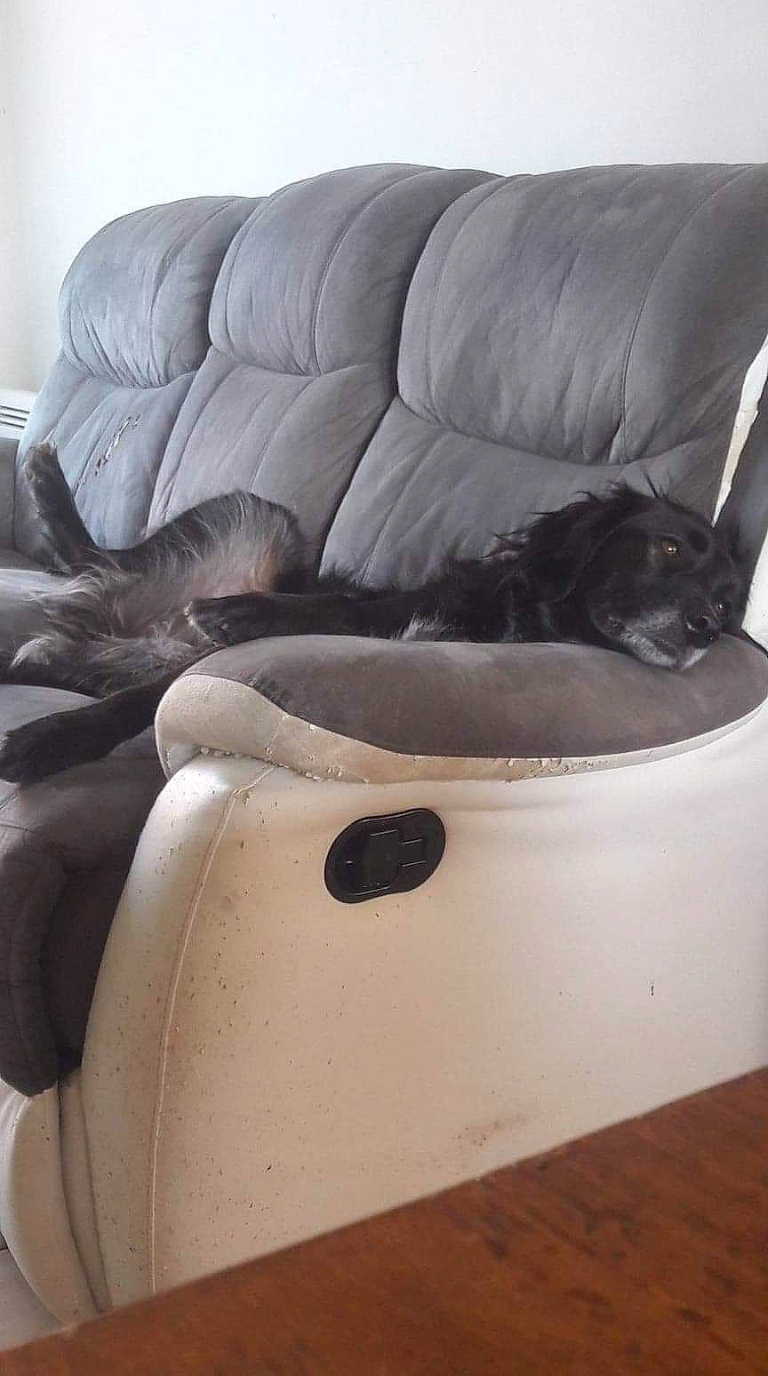 Chausette participe au concours pour gagner de l'argent avec cette photo : armrest, auto_part, automotive_design, automotive_exterior, canidae, carnivore, comfort, companion_dog, couch, dog, dog_breed, dog_supply, flooring, grey, hardwood, mammal, pet_supply, sporting_group, vertebrate, working_animal