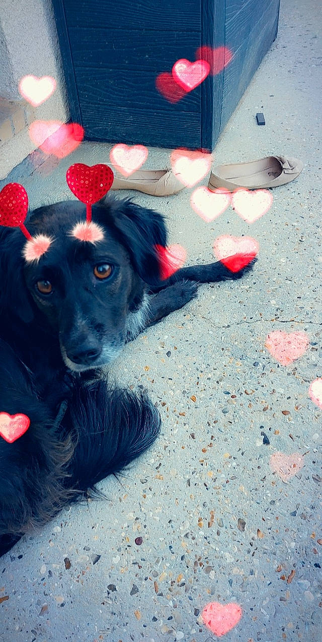 Chausette a rejoint le concours — aidez-le/la à gagner de superbes lots ! asphalt, borador, canidae, carmine, carnivore, companion_dog, concrete, dog, dog_breed, electric_blue, fun, fur, plant, road_surface, shadow, snout, sporting_group, tints_and_shades, working_animal, working_dog