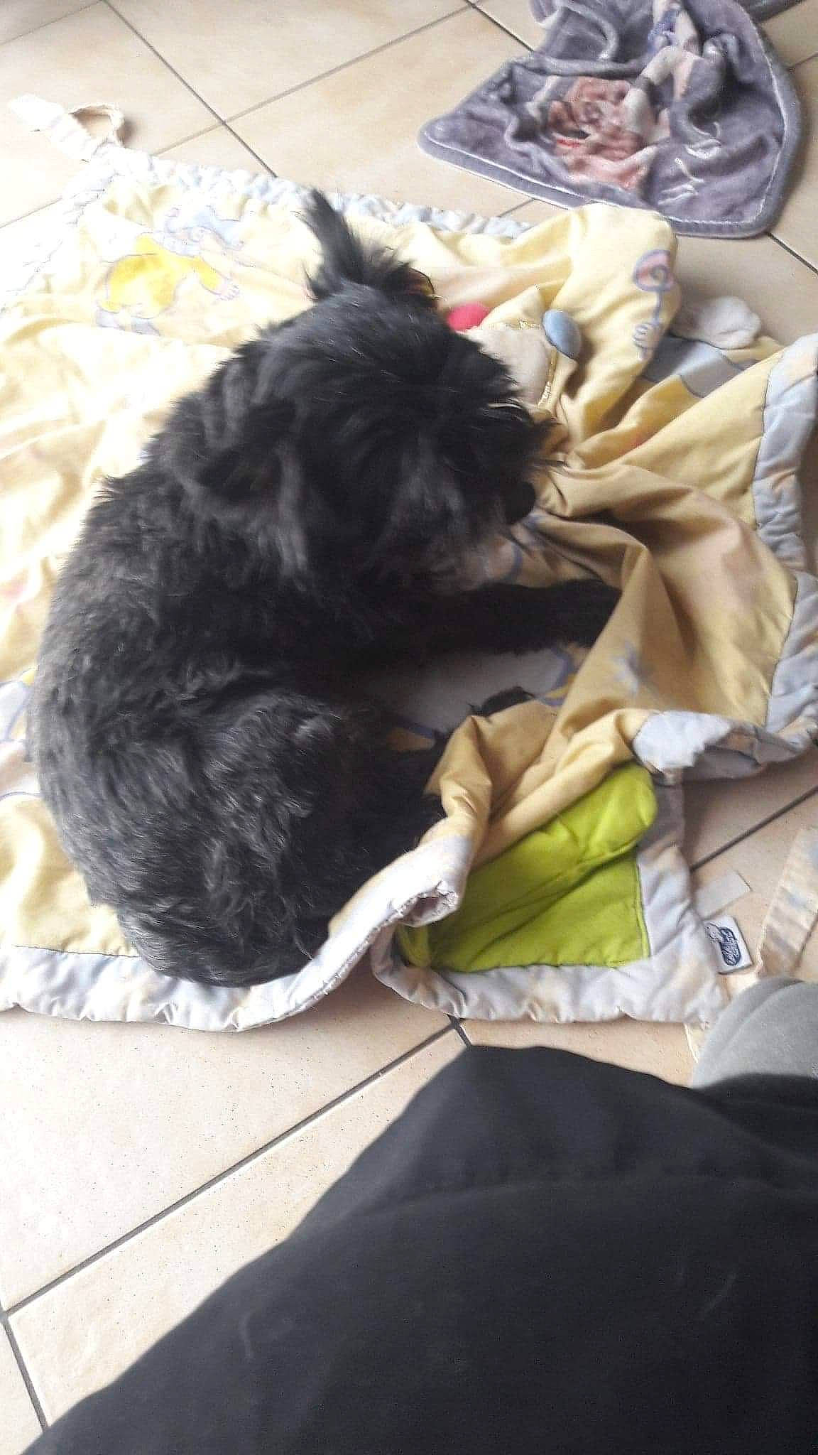 Coulos a rejoint le concours — aidez-le/la à gagner de superbes lots ! canidae, carnivore, comfort, companion_dog, dog, dog_breed, dog_collar, dog_supply, felidae, fur, linens, nap, small_to_medium_sized_cats, snout, sporting_group, tail, terrier, toy, toy_dog, working_animal