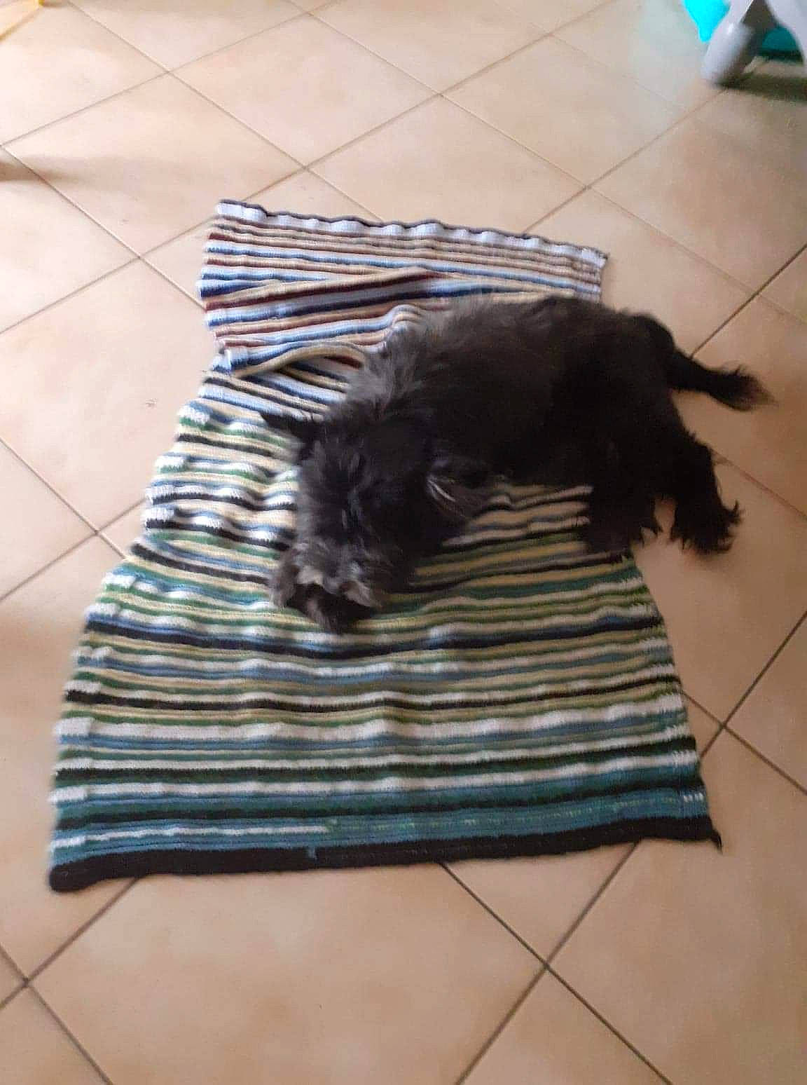 Coulos a rejoint le concours — aidez-le/la à gagner de superbes lots ! black_cat, blue, carnivore, companion_dog, dog, dog_breed, door_mat, felidae, floor, flooring, fur, grey, hardwood, laminate_flooring, pattern, rectangle, small_to_medium_sized_cats, tail, wood, wood_flooring