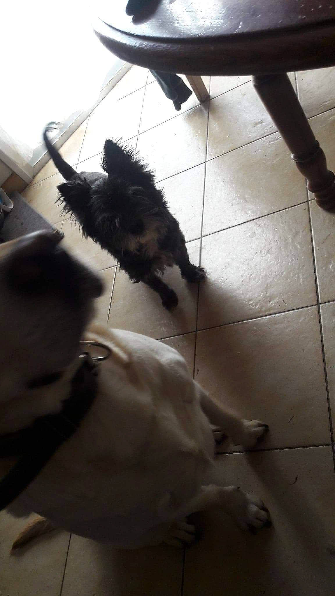 Coulos a rejoint le concours — aidez-le/la à gagner de superbes lots ! canidae, carnivore, companion_dog, dog, dog_breed, felidae, floor, flooring, fur, gesture, hardwood, human_leg, shadow, small_to_medium_sized_cats, snout, sporting_group, tail, tints_and_shades, whiskers, wood