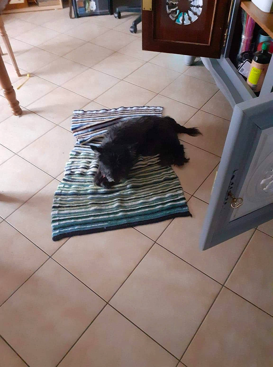 Coulos a rejoint le concours — aidez-le/la à gagner de superbes lots ! black, carnivore, companion_dog, composite_material, dartboard, darts, floor, flooring, hardwood, interior_design, laminate_flooring, pattern, rectangle, room, sporting_group, tail, tile, wood, wood_flooring, wood_stain