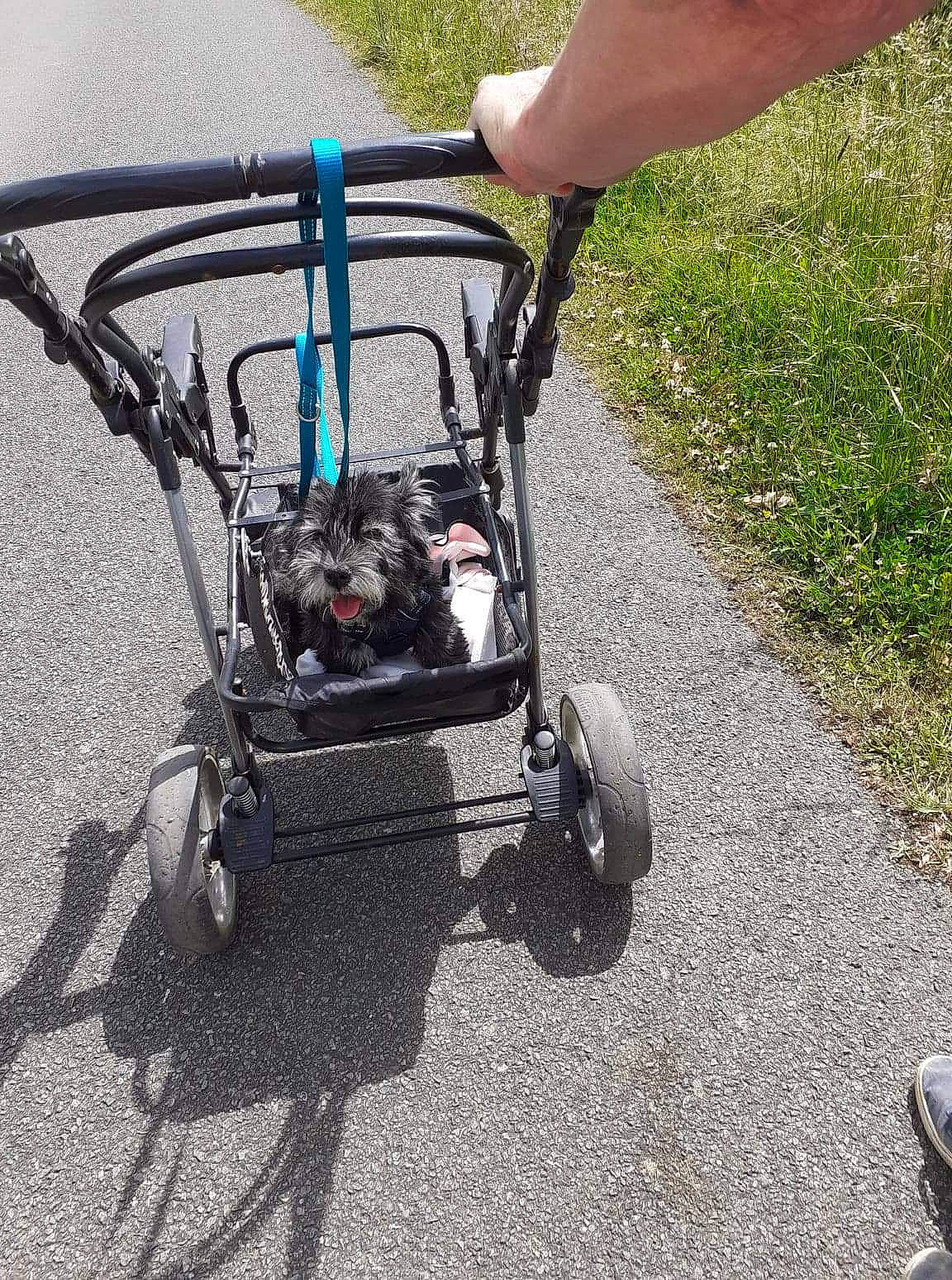 Coulos a rejoint le concours — aidez-le/la à gagner de superbes lots ! asphalt, auto_part, automotive_lighting, automotive_tire, automotive_wheel_system, baby_carriage, bicycle_accessory, bicycle_part, bicycle_tire, grass, machine, motor_vehicle, mower, recreation, rim, road_surface, rolling, spoke, tire, wheel