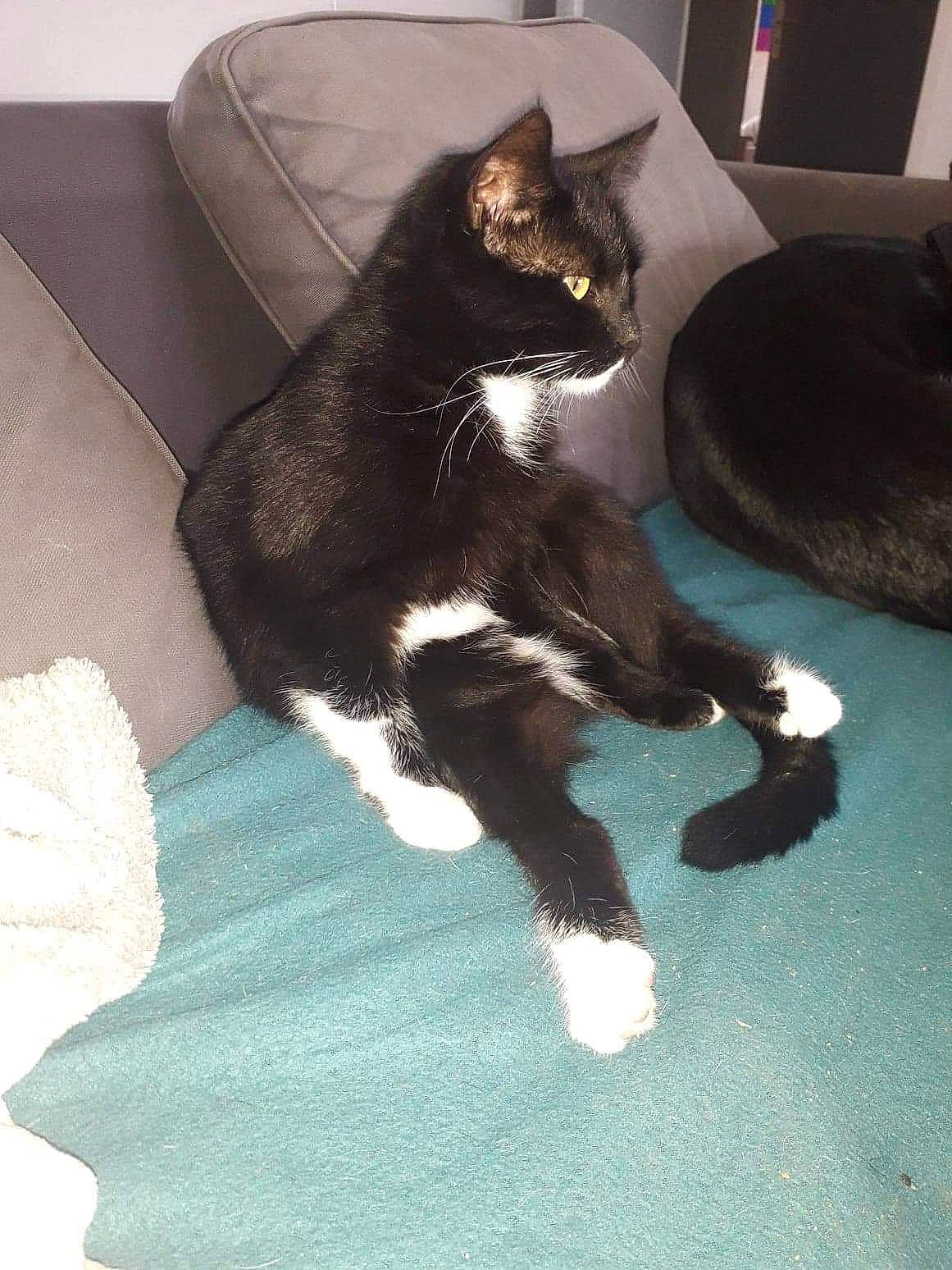 Moustache a rejoint le concours — aidez-le/la à gagner de superbes lots ! black_cat, carnivore, cat, claw, comfort, couch, dog_breed, domestic_short_haired_cat, felidae, flooring, foot, fur, paw, small_to_medium_sized_cats, tail, whiskers