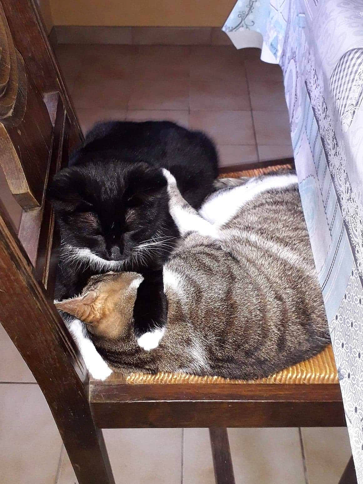 Moustache participe au concours pour gagner de l'argent avec cette photo : carnivore, cat, cat_supply, claw, comfort, domestic_short_haired_cat, felidae, fur, grey, hardwood, mammal, nap, room, small_to_medium_sized_cats, table, tail, vertebrate, whiskers, window, wood