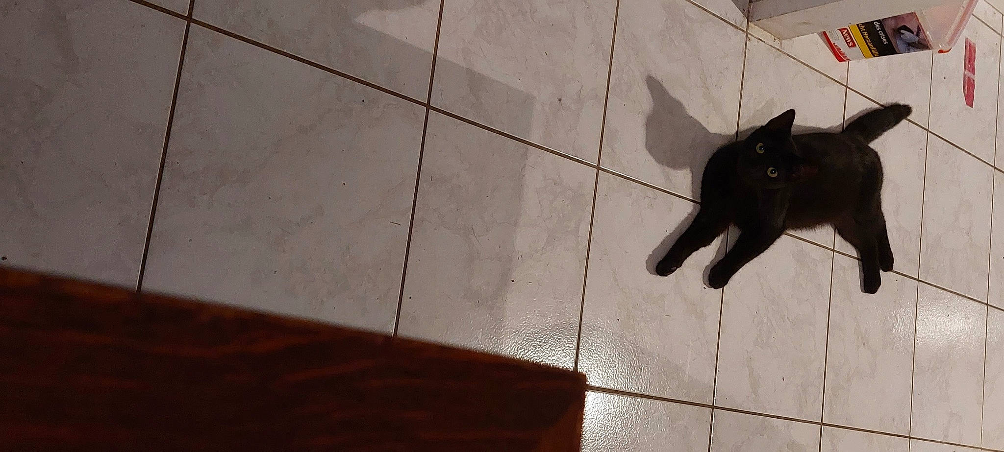 Shadow a rejoint le concours — aidez-le/la à gagner de superbes lots ! black_cat, bombay, carnivore, cat, dog_breed, domestic_short_haired_cat, felidae, floor, flooring, fur, hardwood, human_leg, road_surface, small_to_medium_sized_cats, snout, sporting_group, tail, tints_and_shades, whiskers, wood