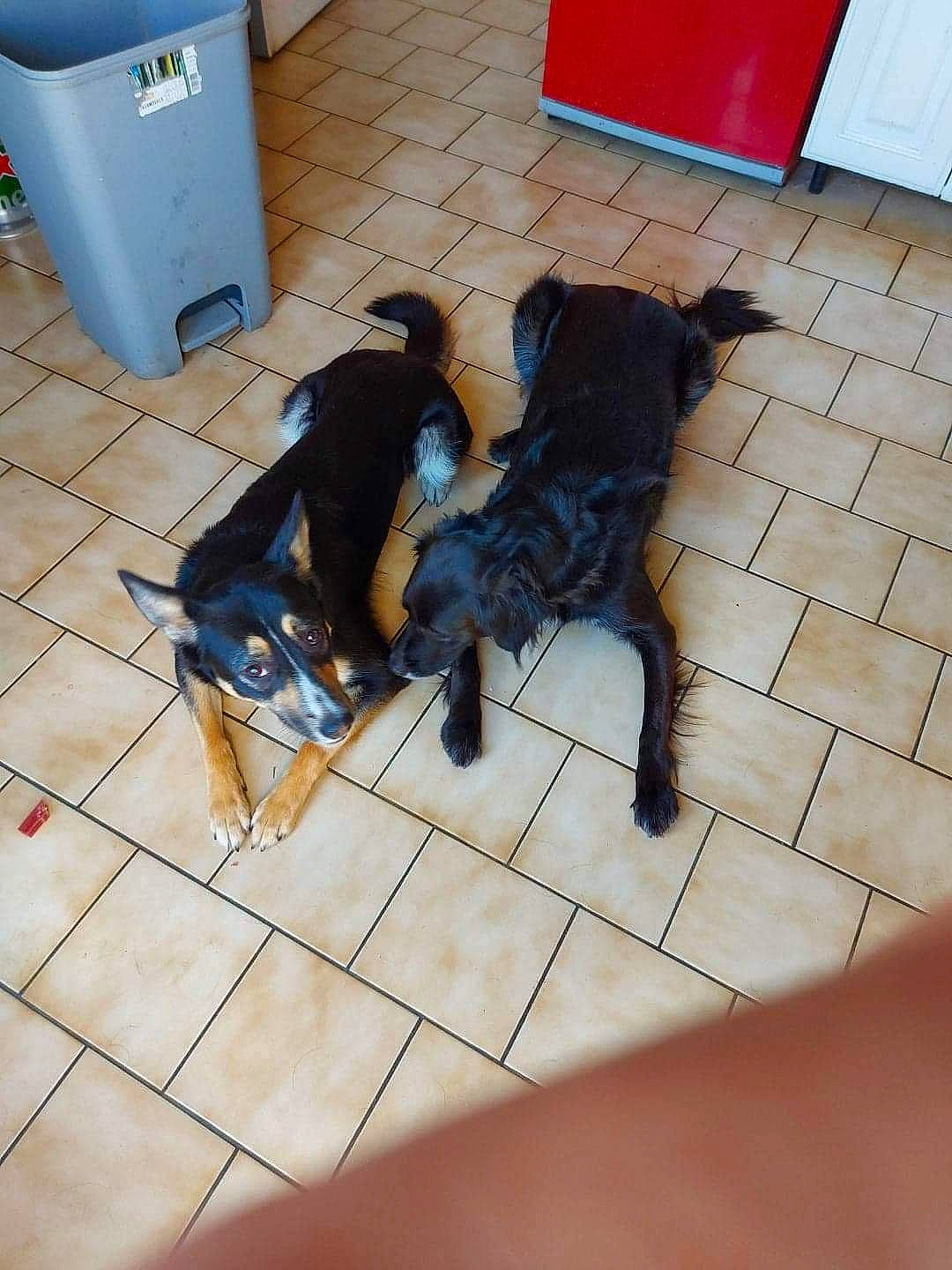 Patahouette a rejoint le concours — aidez-le/la à gagner de superbes lots ! canidae, carnivore, chair, comfort, companion_dog, dog, dog_breed, dog_supply, floor, flooring, fur, gas, hardwood, human_leg, sporting_group, tail, waste_container, waste_containment, wood, working_animal