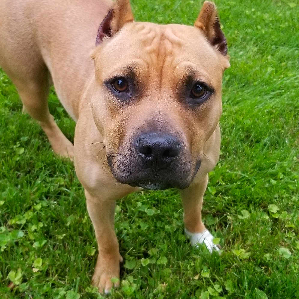 Bella