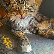 Buster is registered to the contest to win money with this photo: cat, tabby_cat, feline, pet, indoor, chair, office_chair, fur, whiskers, paw, tongue, relaxed, meowing, striped_fur, green_eyes, cozy, fabric, box, home_interior, domestic_animal