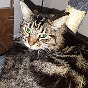 Buster is registered to the contest to win money with this photo: animal, cat, closeup, companion, cozy, cute, domestic_cat, feline, fur, green_eyes, household, indoor, mammal, pet, relaxed, resting, scratching_post, sleepy, tabby, whiskers