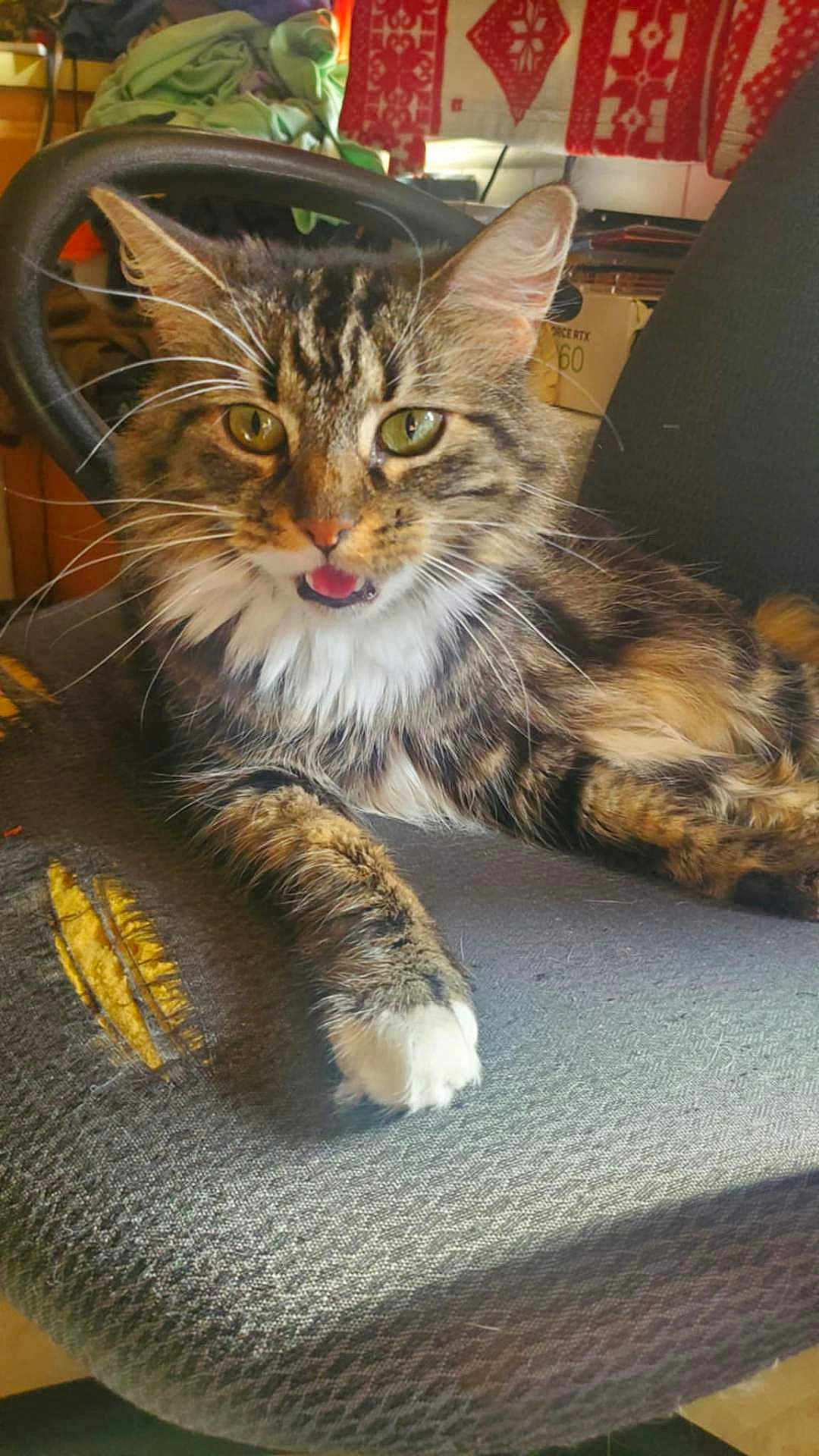 Spot is registered to the contest to win money with this photo: cat, tabby, feline, pet, animal, indoor, chair, fur, whiskers, green_eyes, paw, relaxed, meowing, household, curtains, patterned, texture, comfort, closeup, domestic