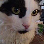 Spot joined the competition — help win amazing prizes! animal, black_and_white, blurred, cat, close_up, cute, domestic, eyes, face, feline, focus, fur, household, indoor, looking, mammal, pet, portrait, whiskers