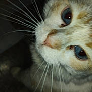 Betty is registered to the contest to win money with this photo: cat, close_up, blue_eyes, whiskers, fur, pet, animal, face, indoor, cute, mammal, feline, nose, portrait, eye, domestic_animal, furry, soft, whisker, curious