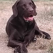 Pepitto a rejoint le concours — aidez-le/la à gagner de superbes lots ! dog, chocolate_lab, brown_fur, sitting, lying_down, outdoor, grass, field, animal, pet, canine, panting, tongue, happy, portrait, floppy_ears, paws, collar, nature, funny