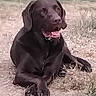 dog, chocolate_lab, brown_fur, sitting, lying_down, outdoor, grass, field, animal, pet, canine, panting, tongue, happy, portrait, floppy_ears, paws, collar, nature, funny