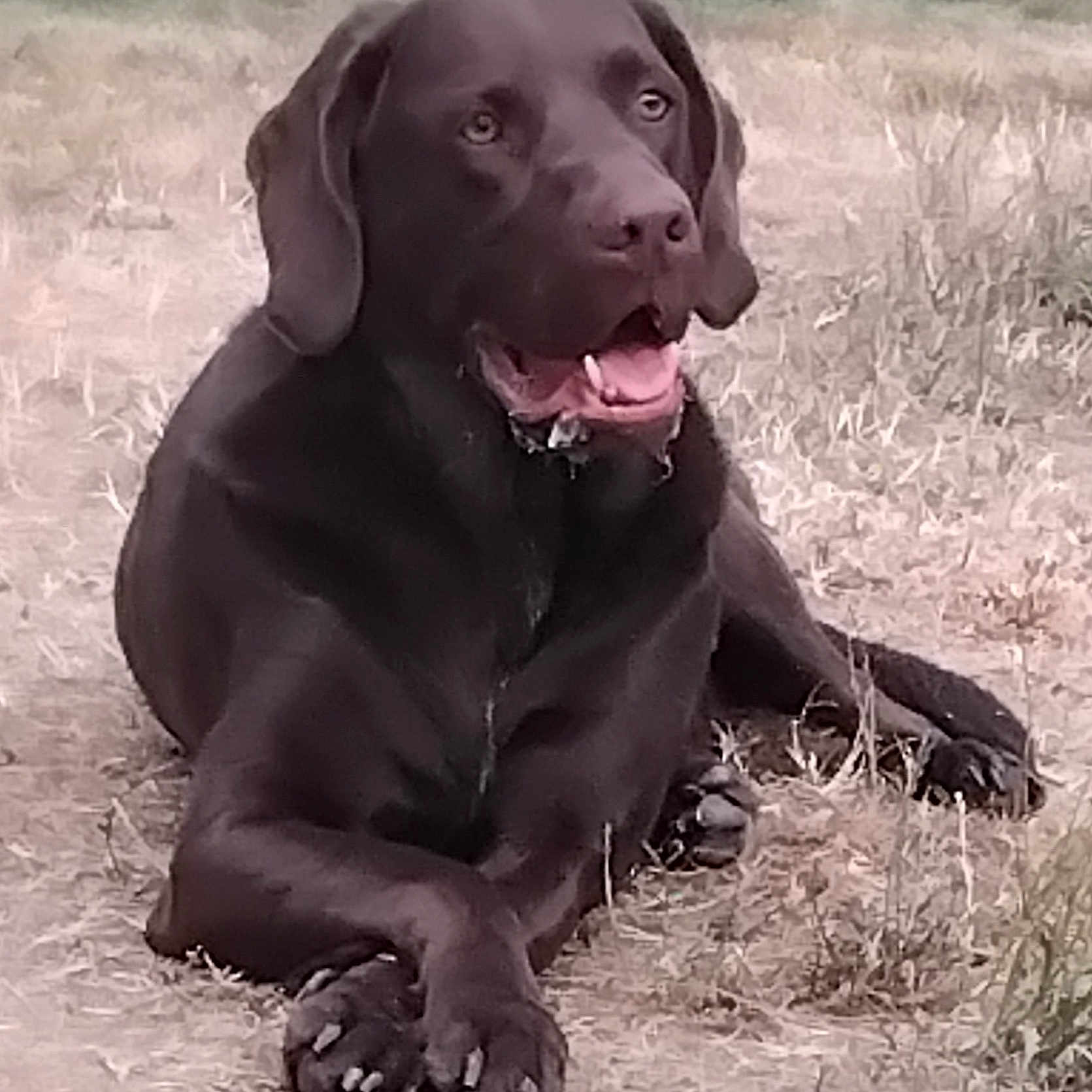 Pepitto