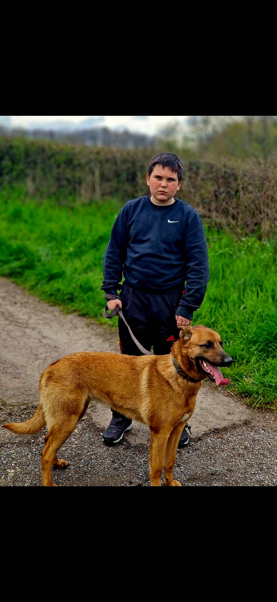 Kira participe au concours pour gagner de l'argent avec cette photo : canidae, carnivore, collar, companion_dog, dog, dog_breed, dog_hiking, dog_walking, fawn, grass, gun_dog, leash, plant, recreation, retriever, sporting_group, walking, wildlife, working_animal, working_dog