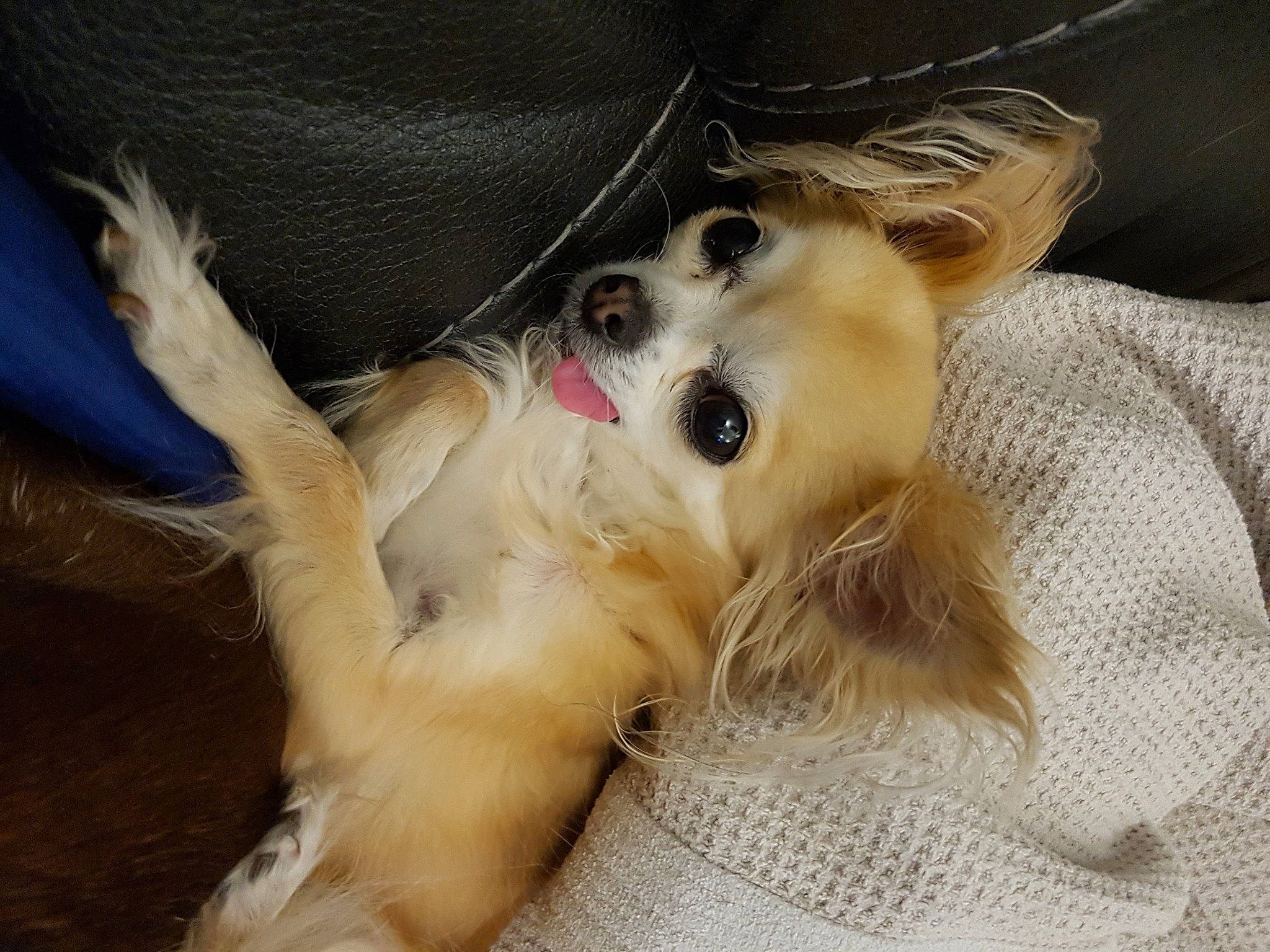 Elvira a rejoint le concours — aidez-le/la à gagner de superbes lots ! canidae, carnivore, companion_dog, dog, dog_breed, ear, fawn, fur, mammal, paw, puppy, puppy_love, silken_windhound, sporting_group