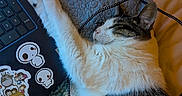 Arwen is registered to the contest to win money with this photo: blanket, cable, cat, computer, cord, cozy, cute, feline, home, indoor, keyboard, laptop, paw, pet, relaxation, resting, sleeping, soft, stickers, technology
