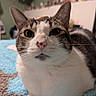 Arwen joined the competition — help win amazing prizes! animal, balanced_object, bed, blanket, blue_blanket, can, cat, close_up, curious, cute, domestic_cat, ears, feline, indoor, pet, pink_nose, resting, tabby, whiskers, white_fur