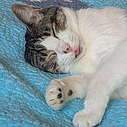 Arwen joined the competition — help win amazing prizes! cat, sleeping, tongue_out, blue_blanket, cozy, pet, animal, fur, whiskers, paw, relaxation, indoor, cute, resting, tabby, white_fur, closeup, comfort, nap, peaceful