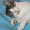 cat, sleeping, tongue_out, blue_blanket, cozy, pet, animal, fur, whiskers, paw, relaxation, indoor, cute, resting, tabby, white_fur, closeup, comfort, nap, peaceful