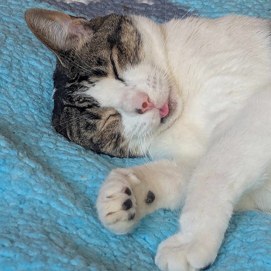 Arwen joined the competition — help win amazing prizes! cat, sleeping, tongue_out, blue_blanket, cozy, pet, animal, fur, whiskers, paw, relaxation, indoor, cute, resting, tabby, white_fur, closeup, comfort, nap, peaceful